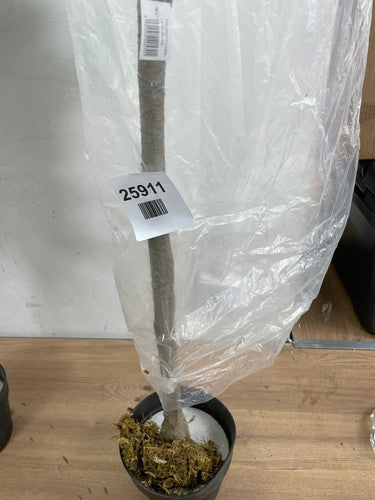 Leaf Design UK Realistic Artificial Wisteria Tree, Pink, 150cm — New (other) (photo 2)
